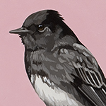 Black Phoebe